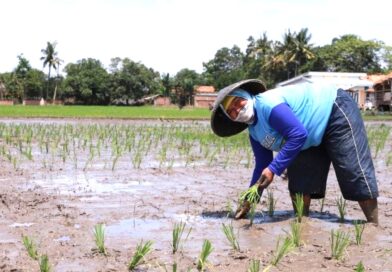 Tiga Program Irigasi Disiapkan untuk Dukung Pertanian di Cibarusah