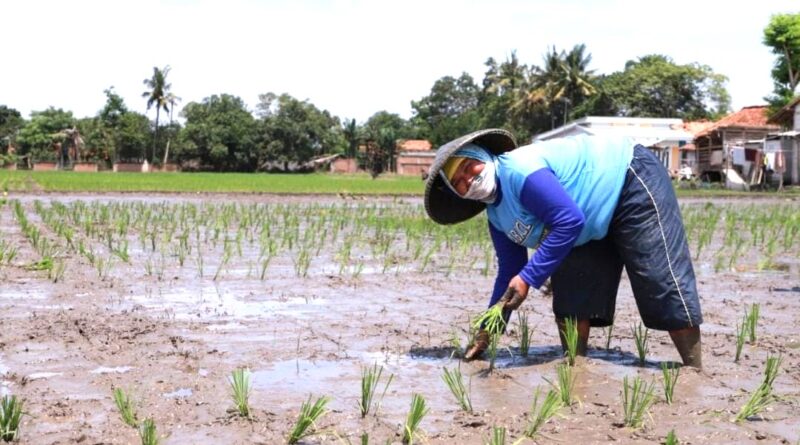 Tiga Program Irigasi Disiapkan untuk Dukung Pertanian di Cibarusah